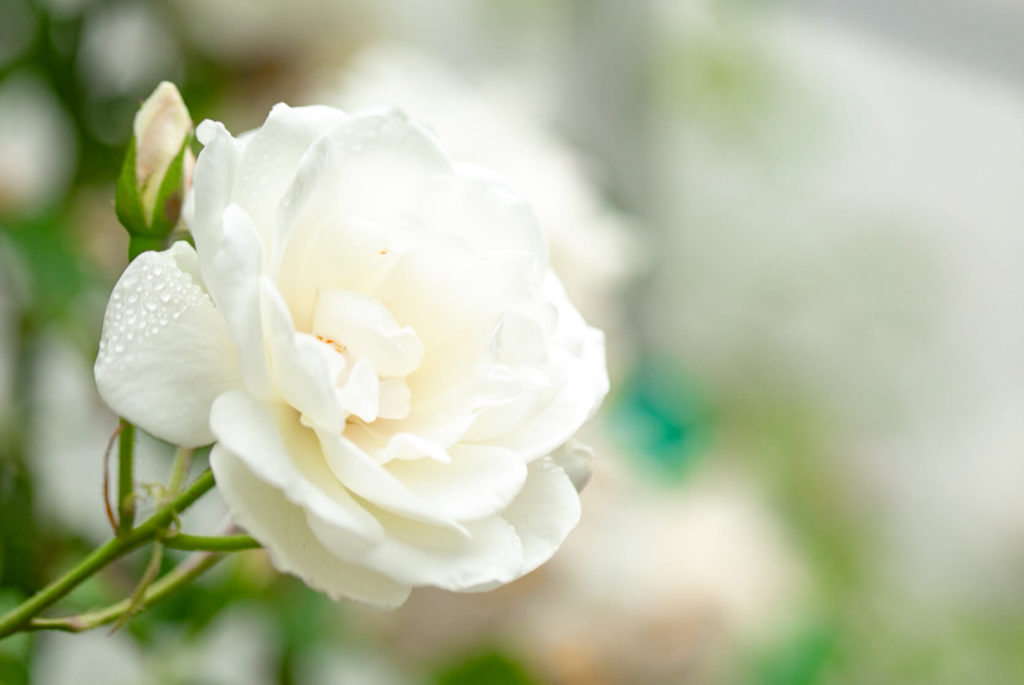A large white rose with a blurred background.