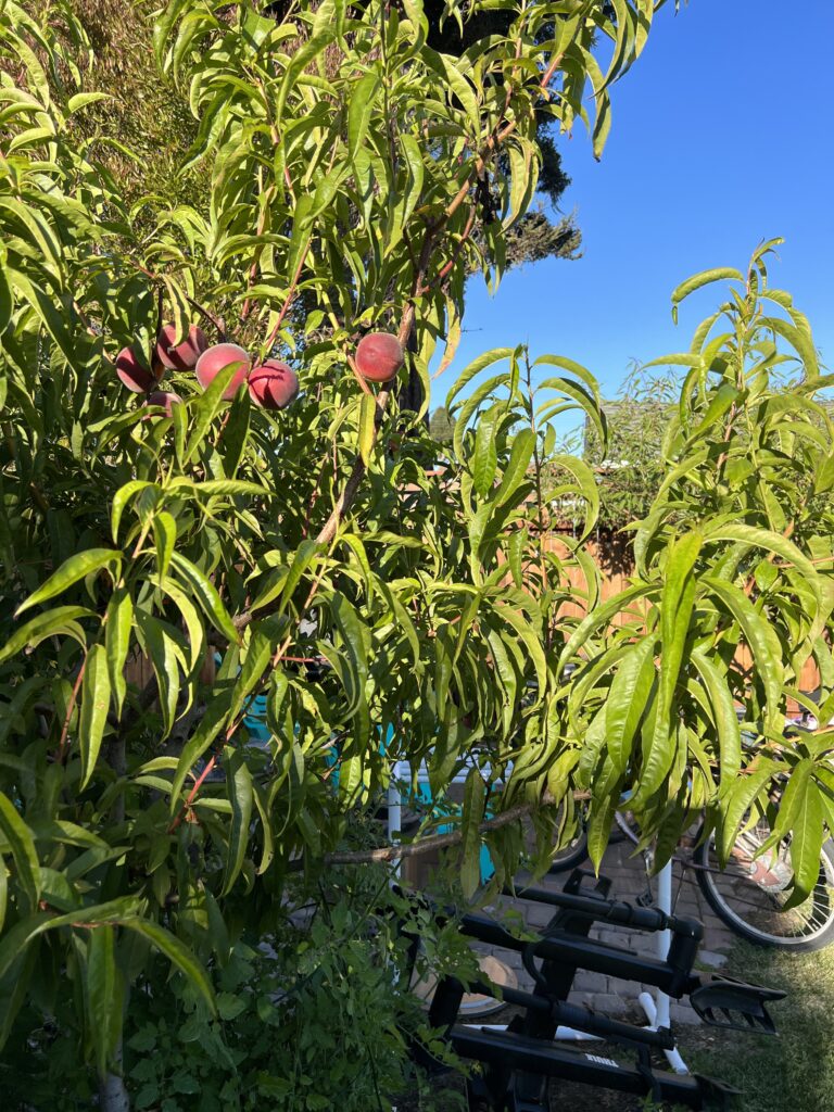 A photo of a fruit tree in an orchard. 