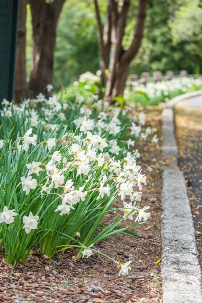 A photo of white flowers in a garden.