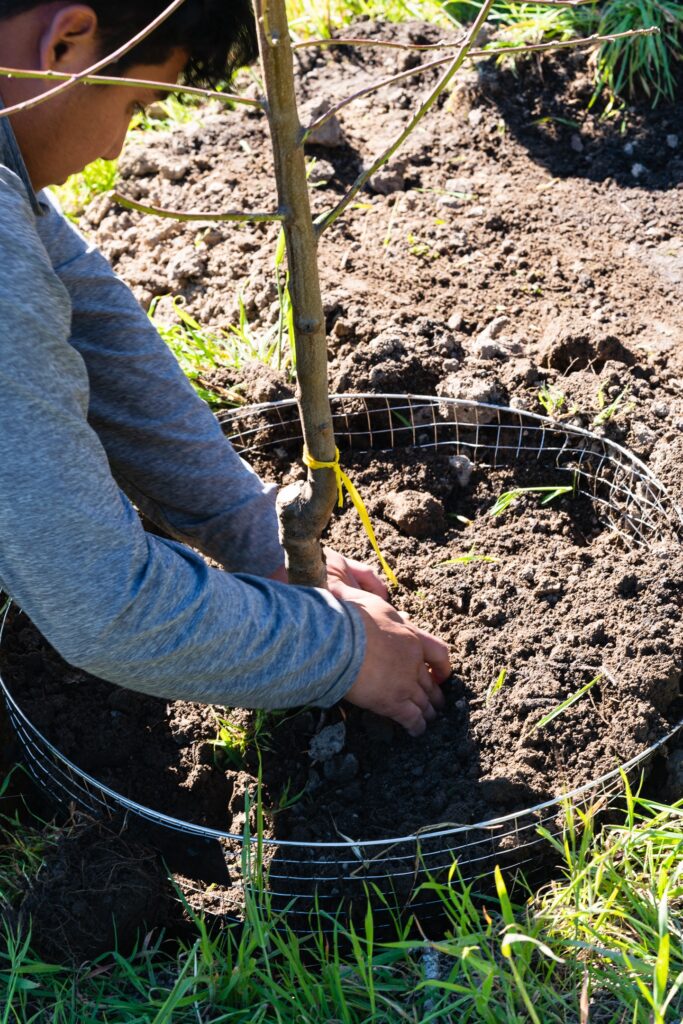 A photo of a team member from The Landscape Company planting a tree.