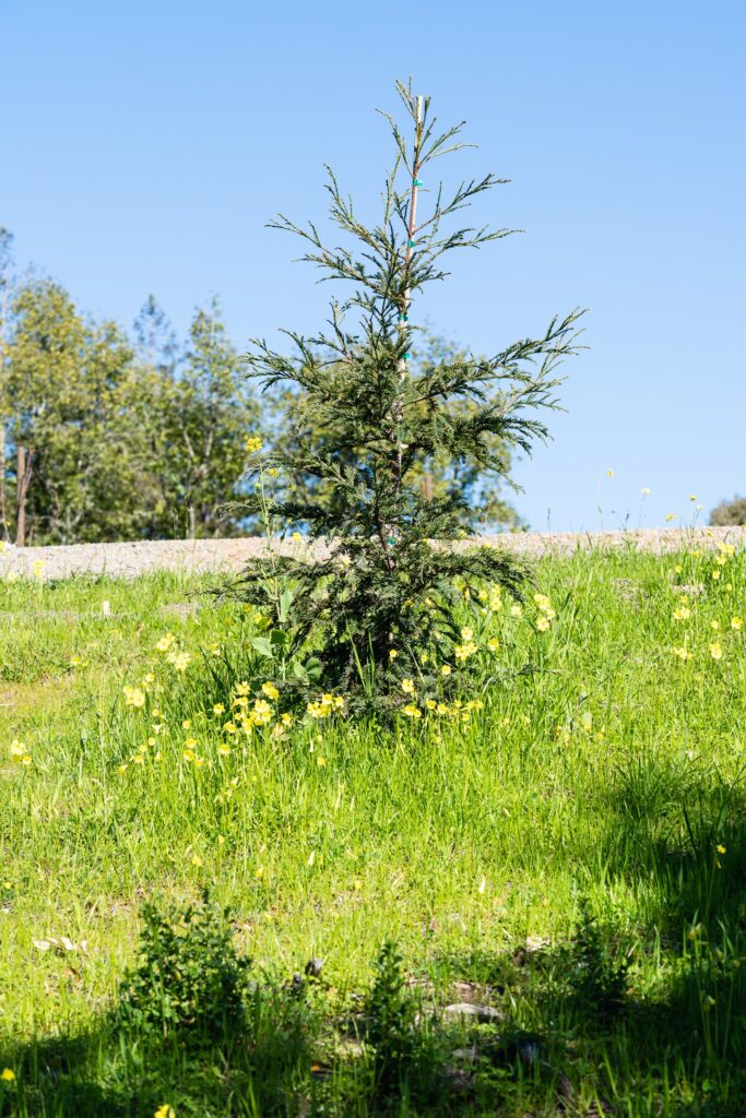 A photo of a tree surrounded by grass and flowers.
