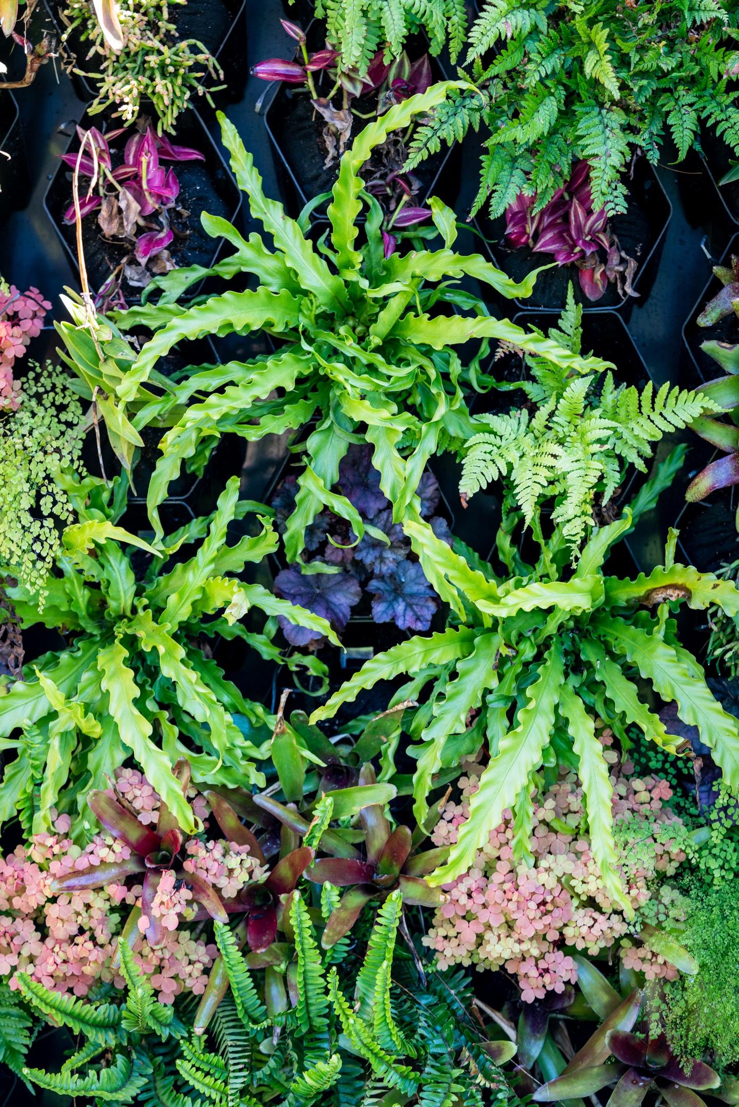 plant-wall-in-landscape-design-majesty-the-landscape-company-santa