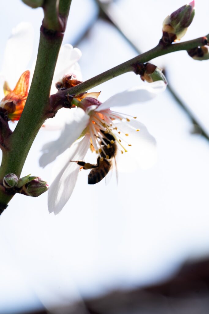 A photo of a flower blossom on a tree.