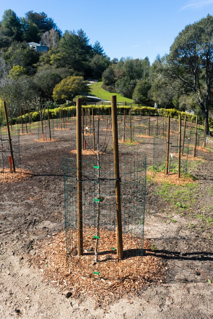 A photo of an orchard on a property in Santa Cruz.