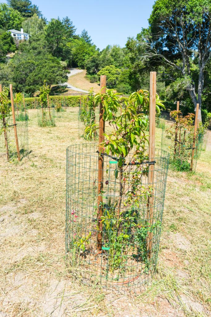 Baby fruit tree planted with two wooden stakes and fencing for support and protection from animals.