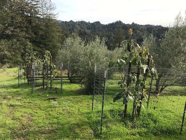 Small sections of metal orchard fencing with baby fruit trees inside.