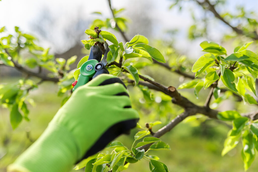 Spring pruning of garden fruit trees and bushes, close-up of gloved hands with garden shears pruning pear branches.