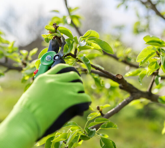 Spring pruning of garden fruit trees and bushes, close-up of gloved hands with garden shears pruning pear branches.