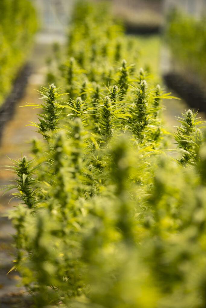 Flowering CBD Cannabis Plants on a Farm.