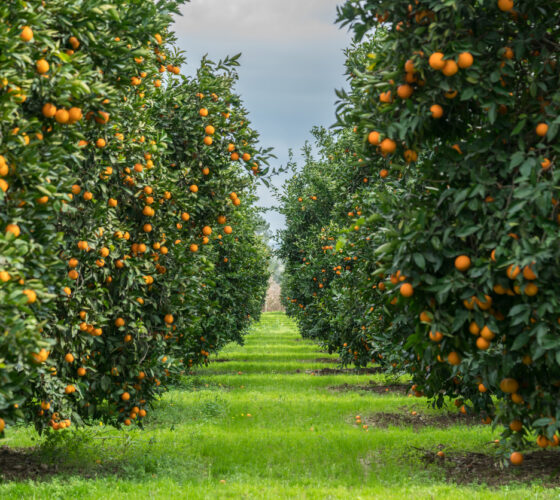 Orchard of orange trees