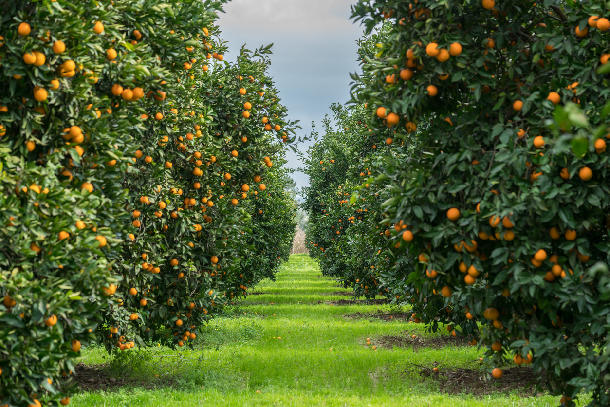 Orchard of orange trees