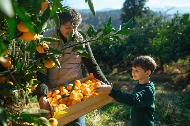 A photo of a boy picking fruit from a basket a woman is holding in an orchard.