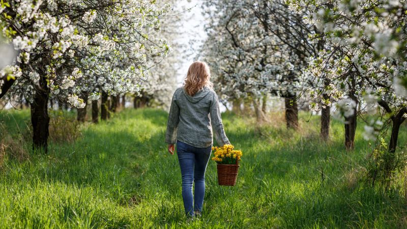 A photo of a woman holding a basket, walking through an orchard.