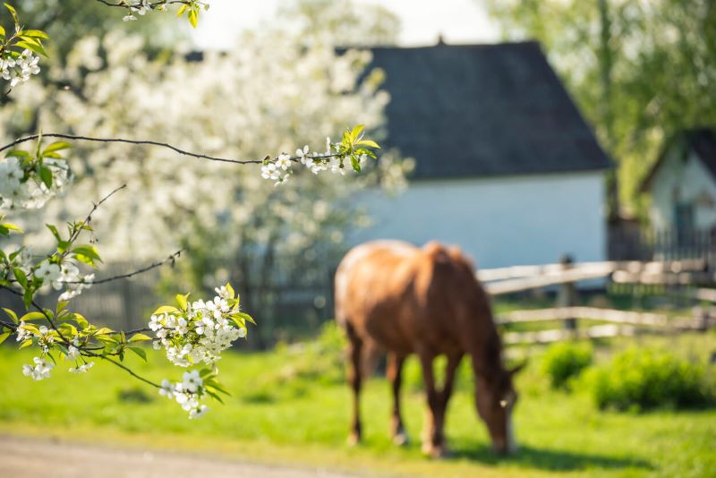 A photo of a horse in a field next to a fruit tree.