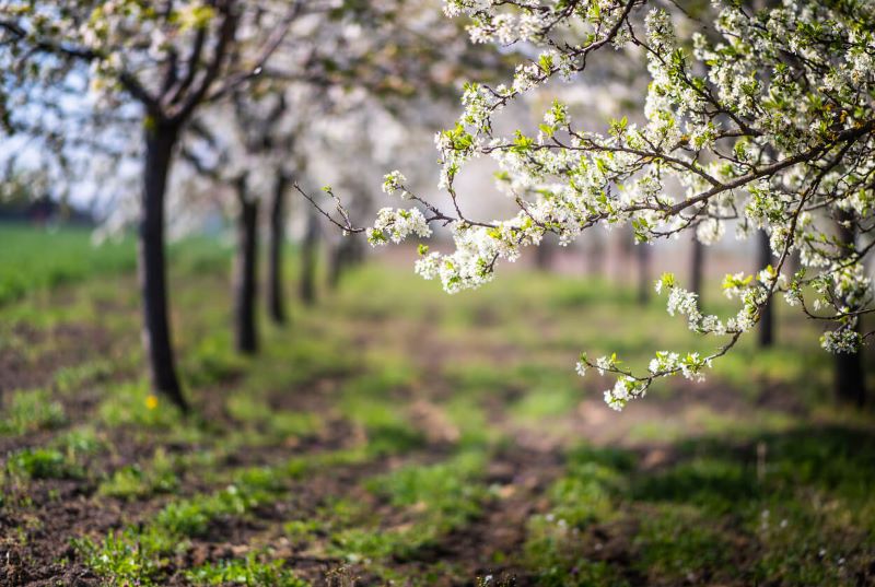 A photo of an orchard in spring.