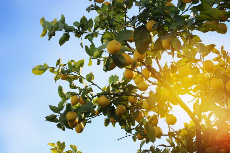 A photo of a lemon tree in the sunlight.