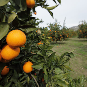 A photo of an orange tree in an orchard.