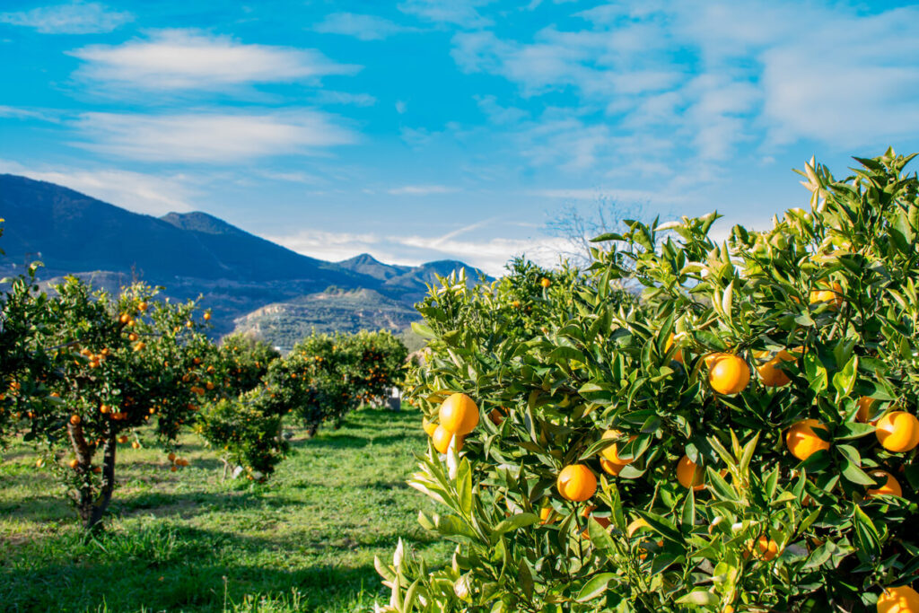 A photo of an orange tree orchard in California.