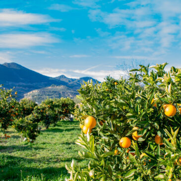 A photo of an orange tree orchard in California.