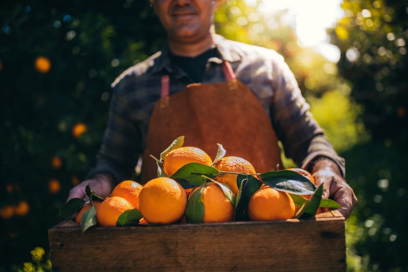 A man holding a basket of freshly-picked oranges.