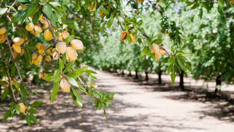 A photo of an orchard with fruit on trees.