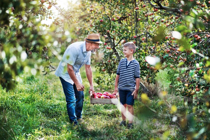 A photo of a man and a boy holding a basket of apples in an orchard.