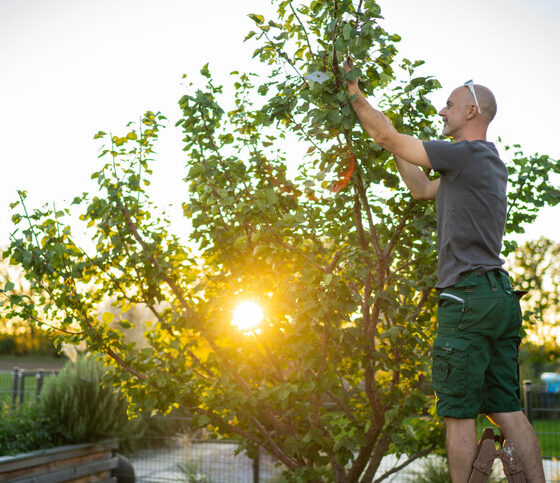 A photo of a man trimming a tree in a backyard.