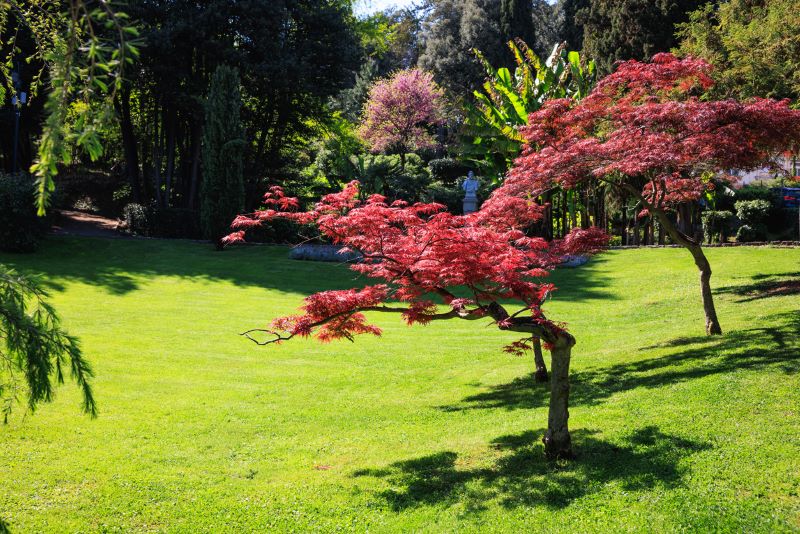 Red Japanese maple trees growing in formal garden on the lawn with other species.