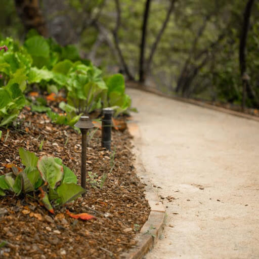 A photo of a garden next to a pathway, covered with mulch.