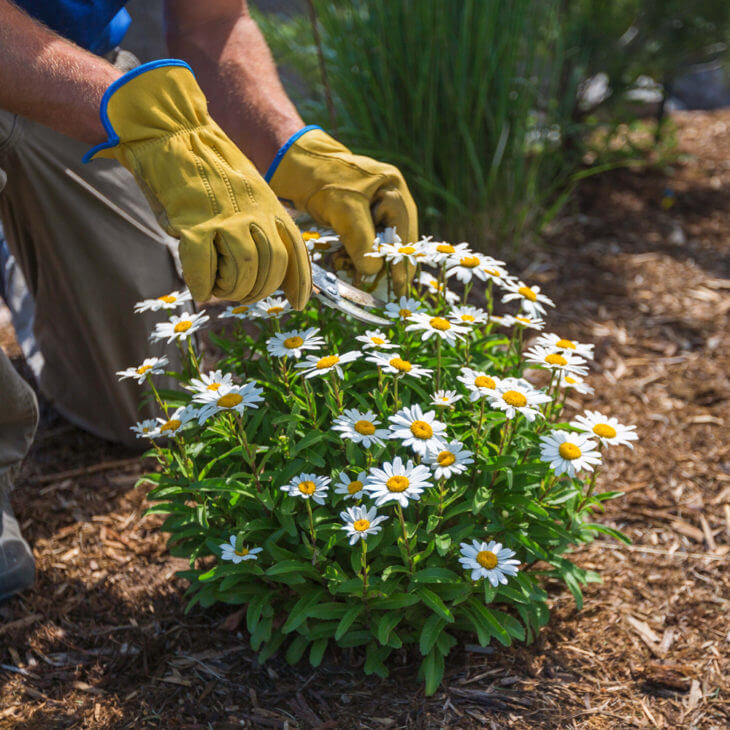 A photo of a gardener tending to flowers in a garden with mulch.
