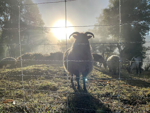 A photo of sheep and goats behind a fence.