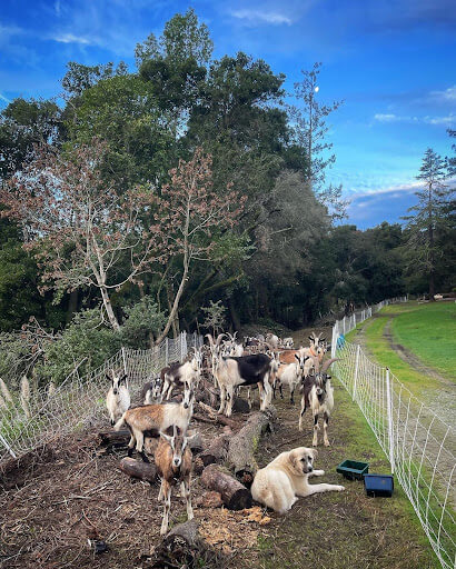 A photo of a herd of goats on a property with a livestock dog.