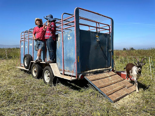 A photo of a livestock trailer, with a goat and two people next to it.