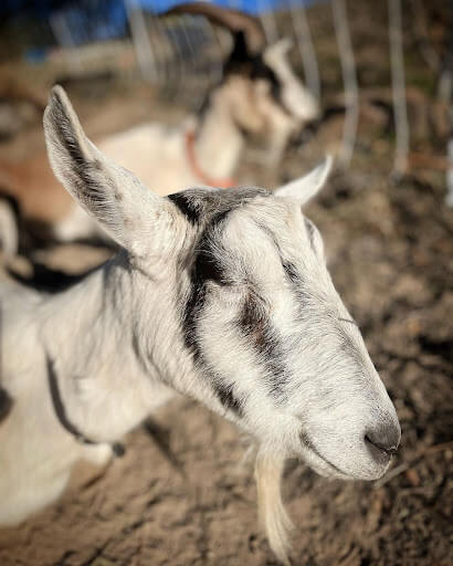 A photo of a goat from Lost Emu Farms.