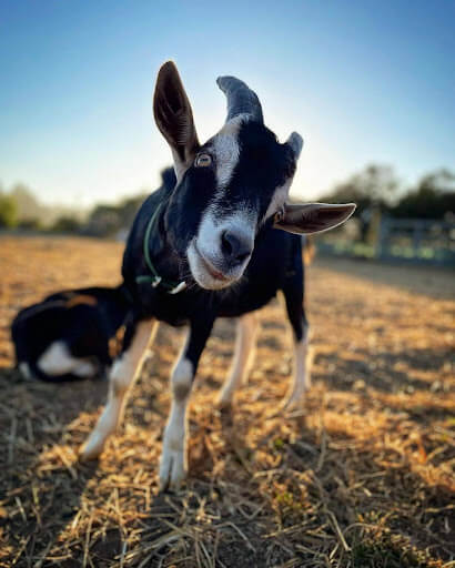 A photo of a natural grazing goat from Lost Emu Farms